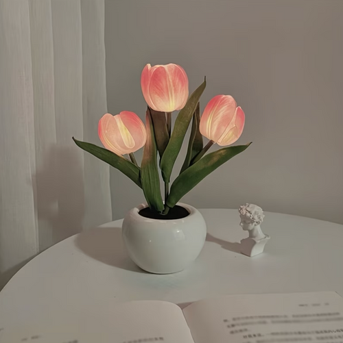 Tulipa