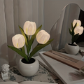Tulipa