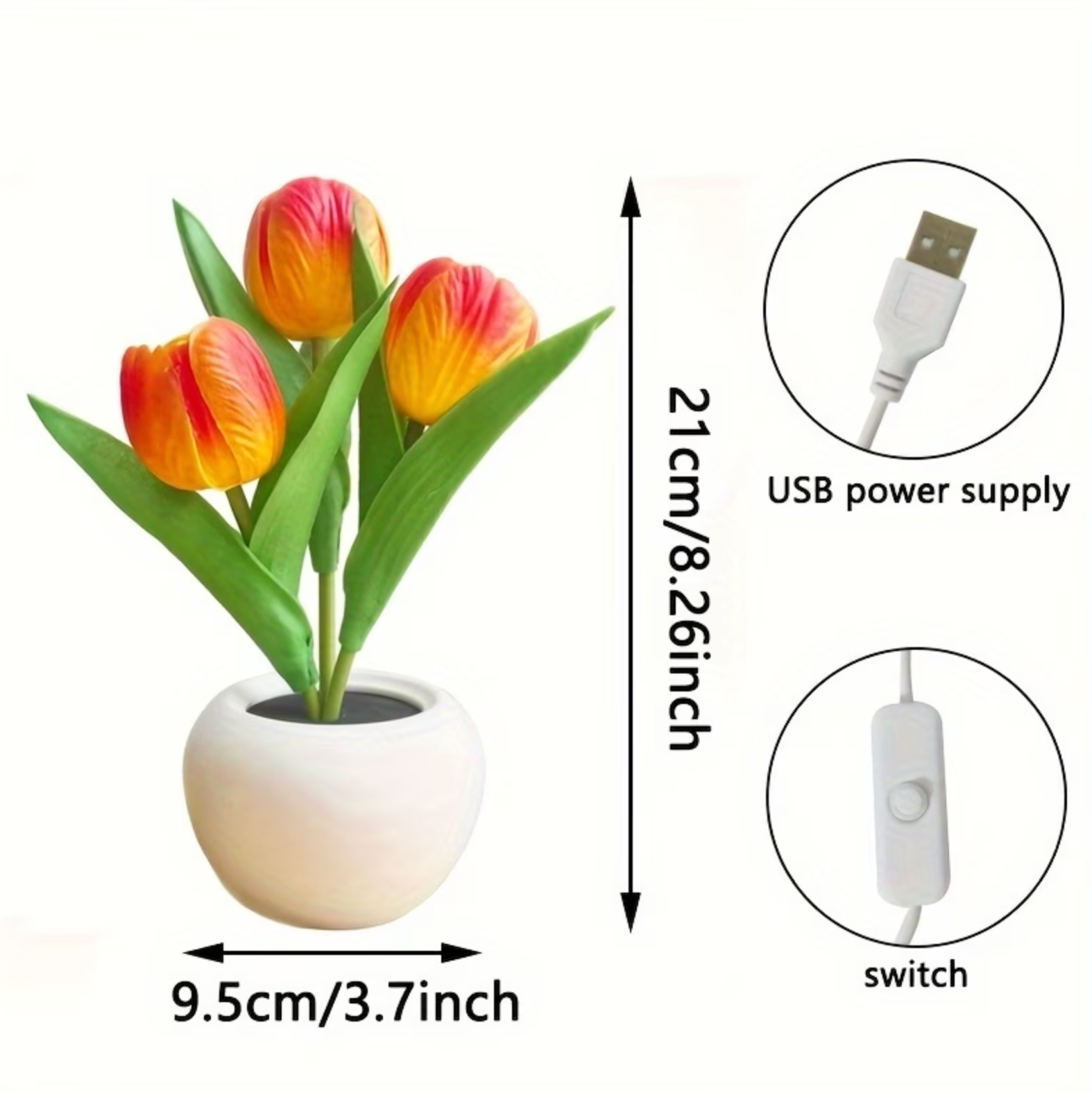 Tulipa